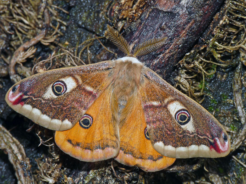 Eudia pavonia - Saturnia (Eudia) pavoniella